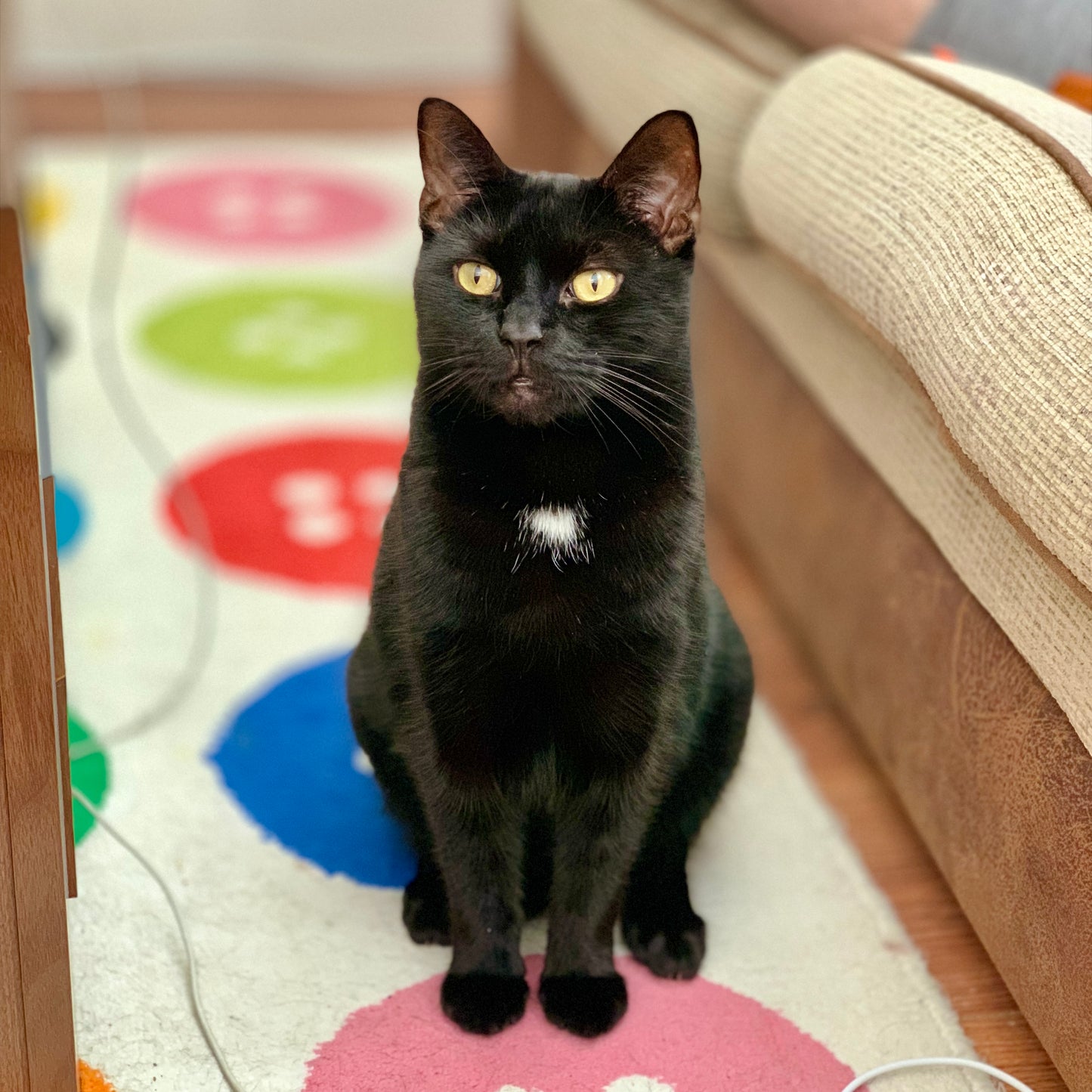 Black cat sitting on a colorful rug indoors