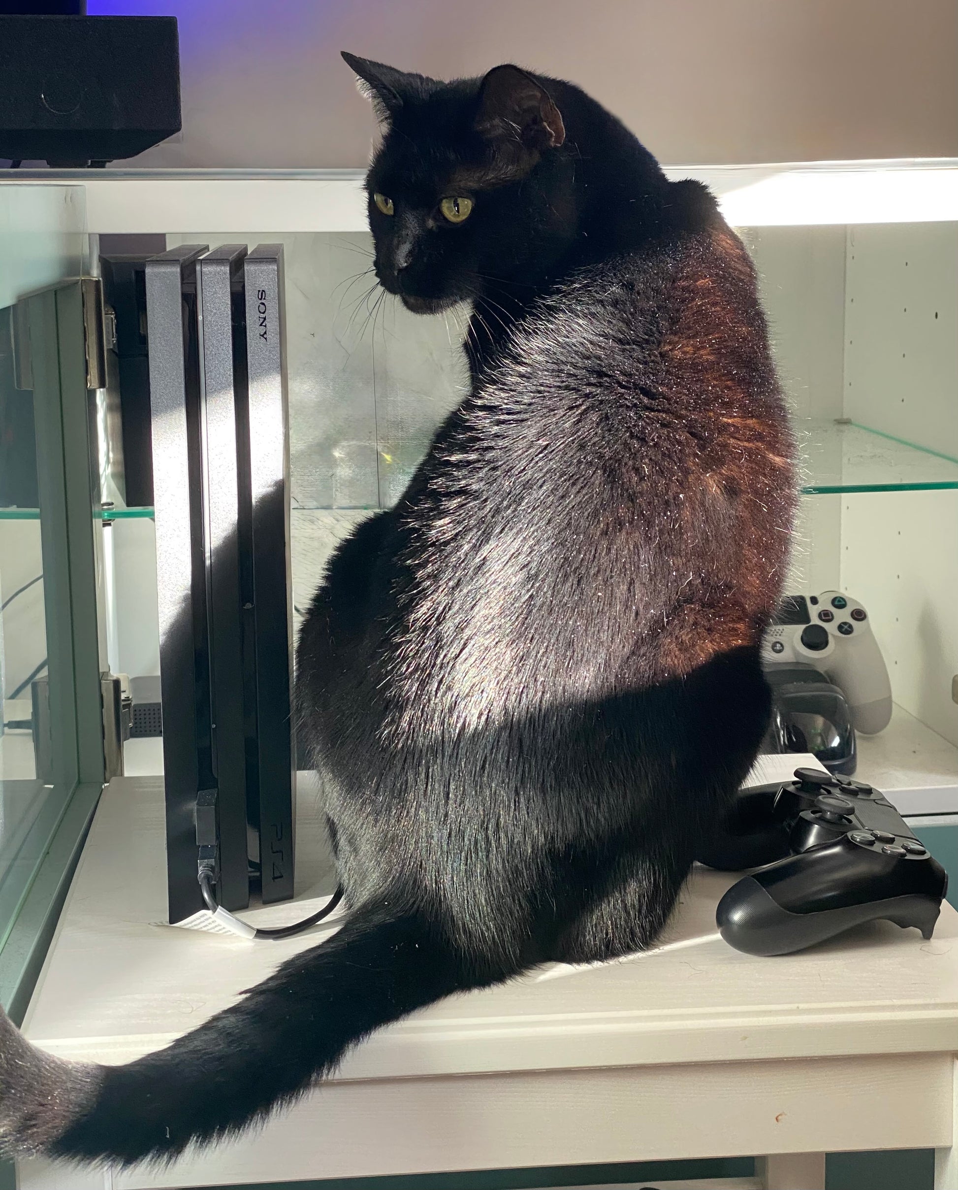 Black cat sitting on a glass shelf with gaming console and controllers in the background